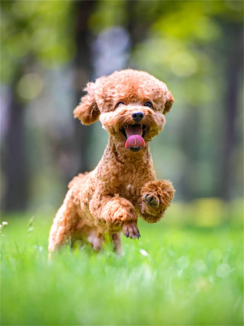 图片 小狗洗澡后能打疫苗吗？权威解答+注意事项全.jpg