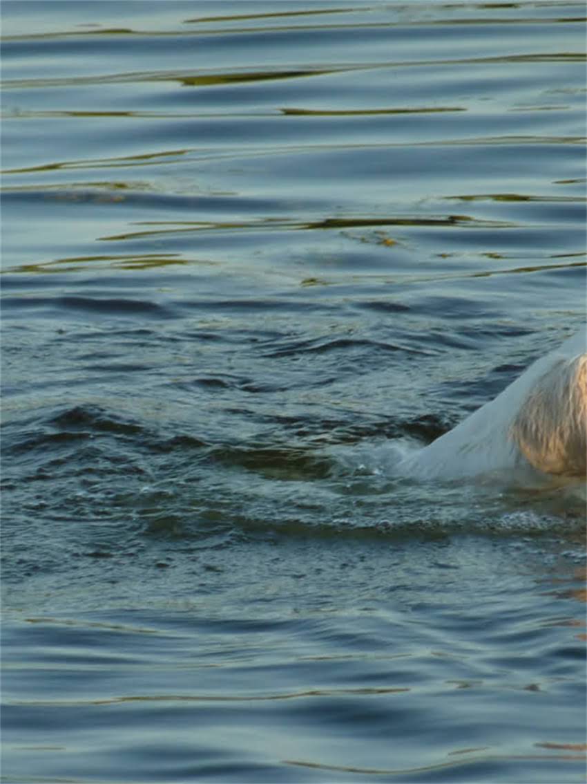 图片 小狗洗澡后能打疫苗吗？权威解答+注意事项全1.jpg