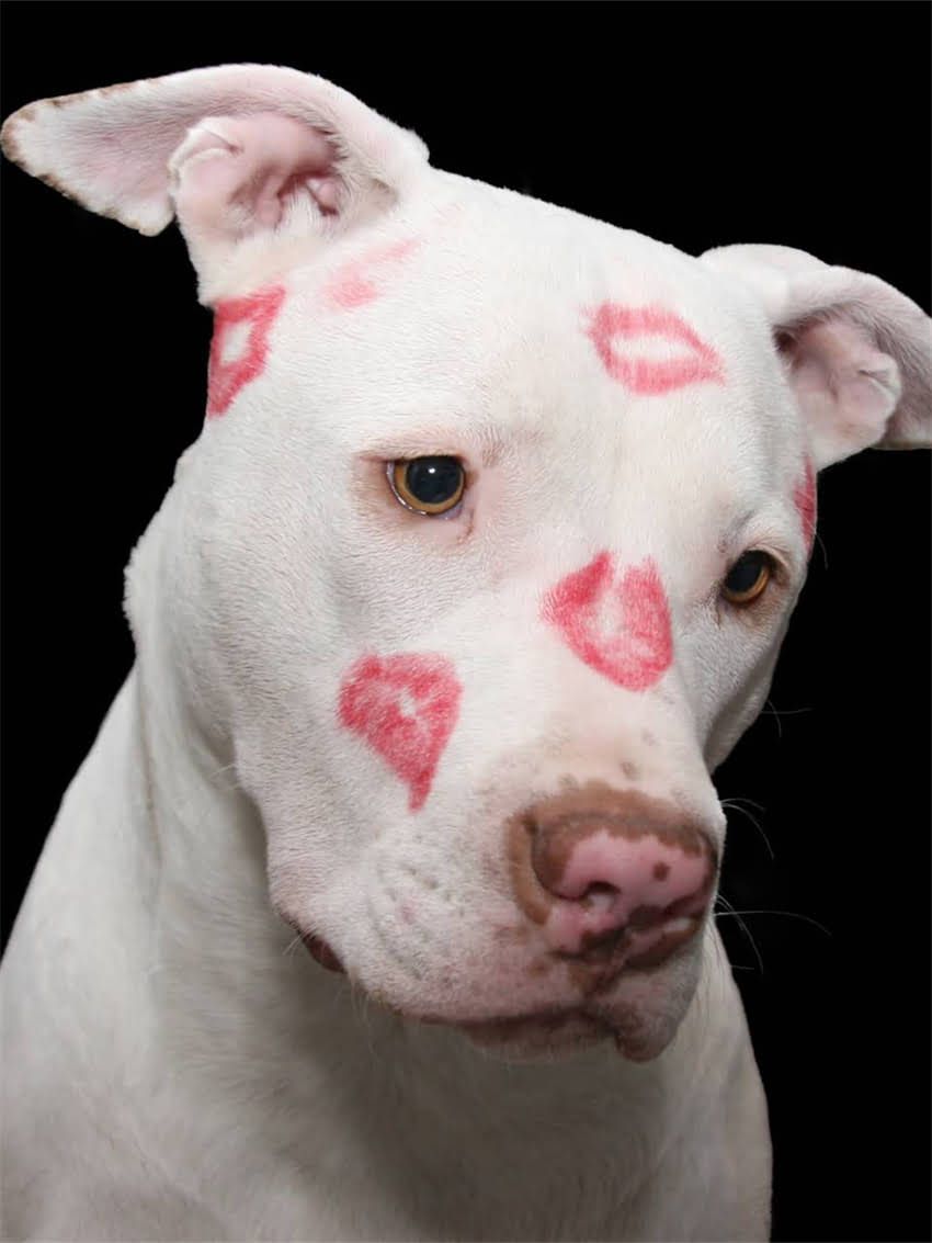 图片 小狗洗澡科学指南：频率、方法与注意事项全（附最新宠物护理建议）1.jpg