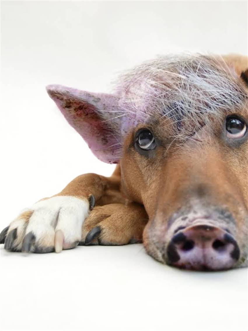 图片 小狗洗澡费用全：不同体型品种价格表+在家洗澡指南2.jpg