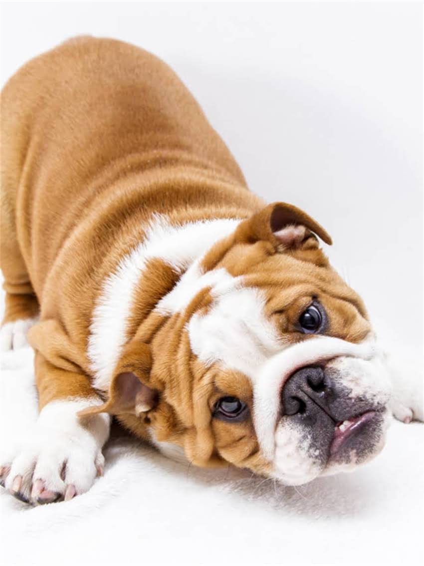 图片 小狗流鼻涕呕吐怎么办？5大原因+应急处理+专业兽医建议（附自救指南）.jpg