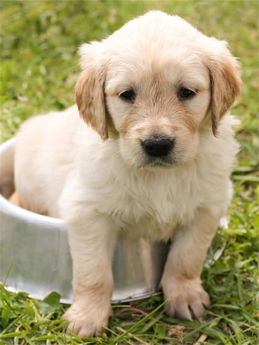 图片 小狗流鼻涕呕吐怎么办？5大原因+应急处理+专业兽医建议（附自救指南）1.jpg