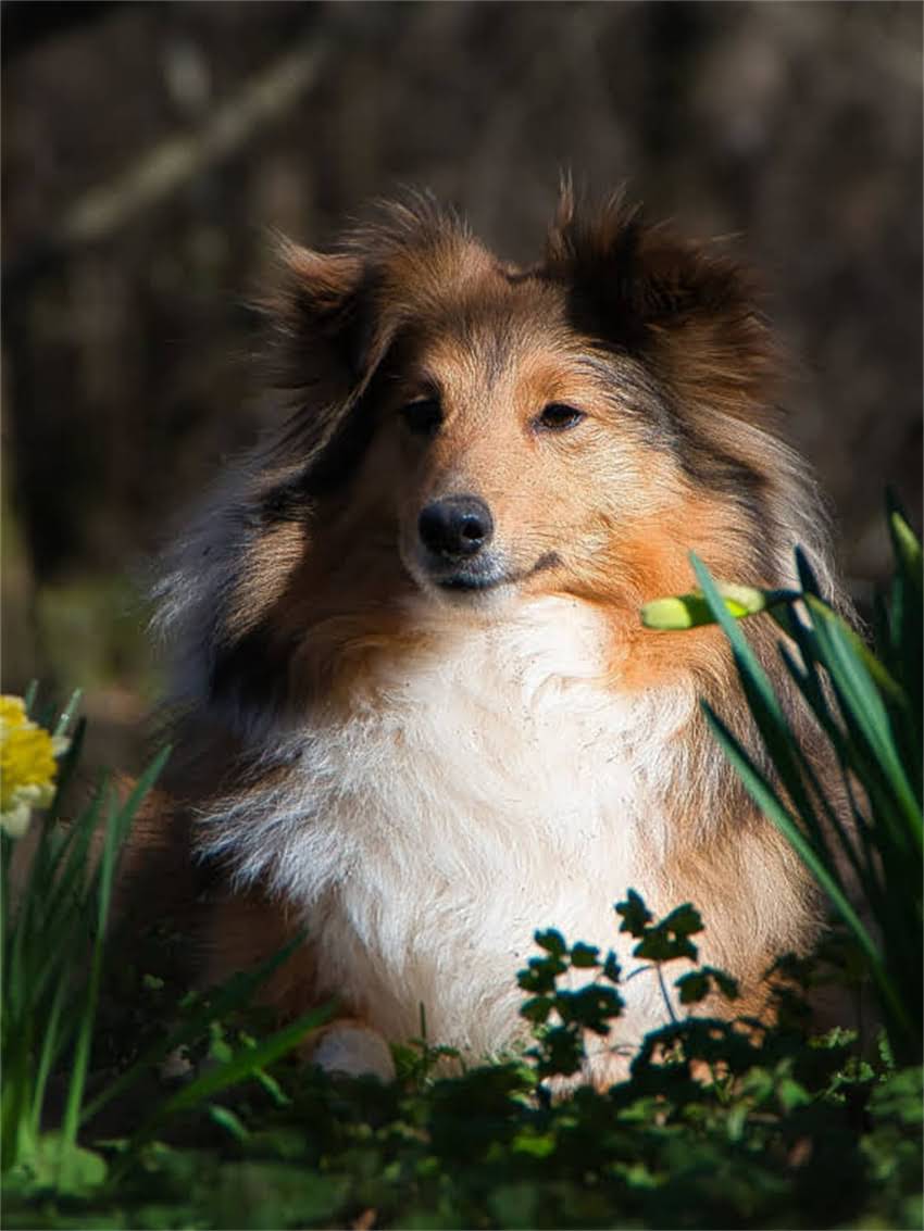 图片 小狗流鼻涕呕吐怎么办？5大原因+应急处理+专业兽医建议（附自救指南）2.jpg