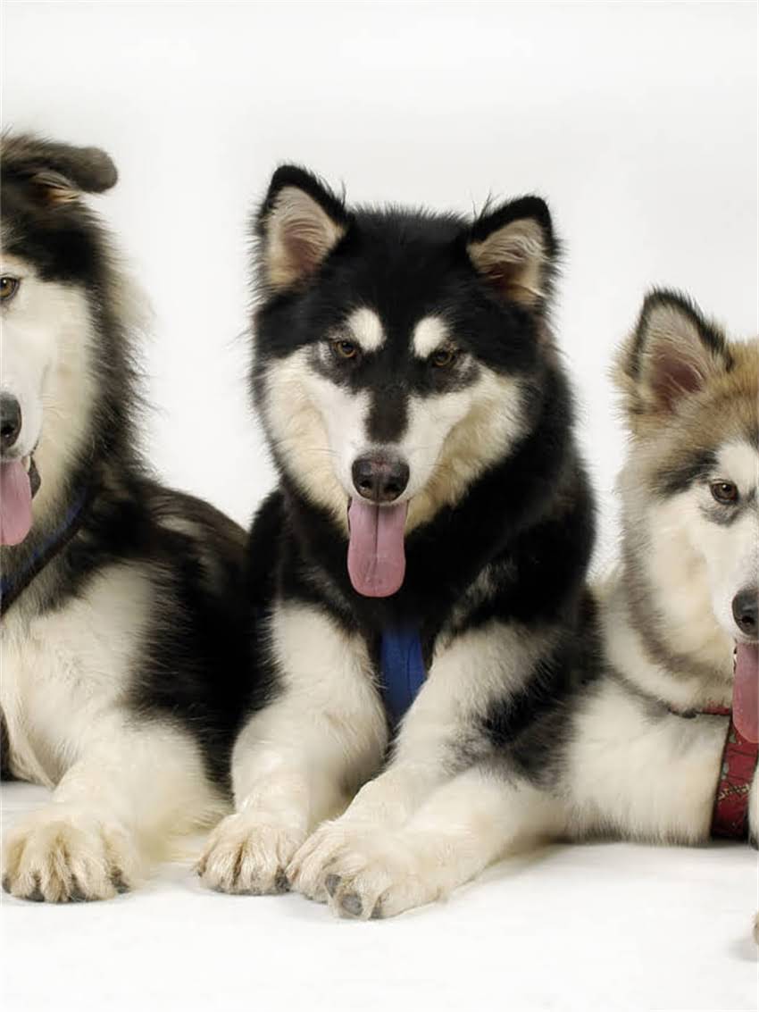 图片 小狗牵引绳DIY教程：5步学会制作宠物牵引绳，附材料清单与注意事项.jpg