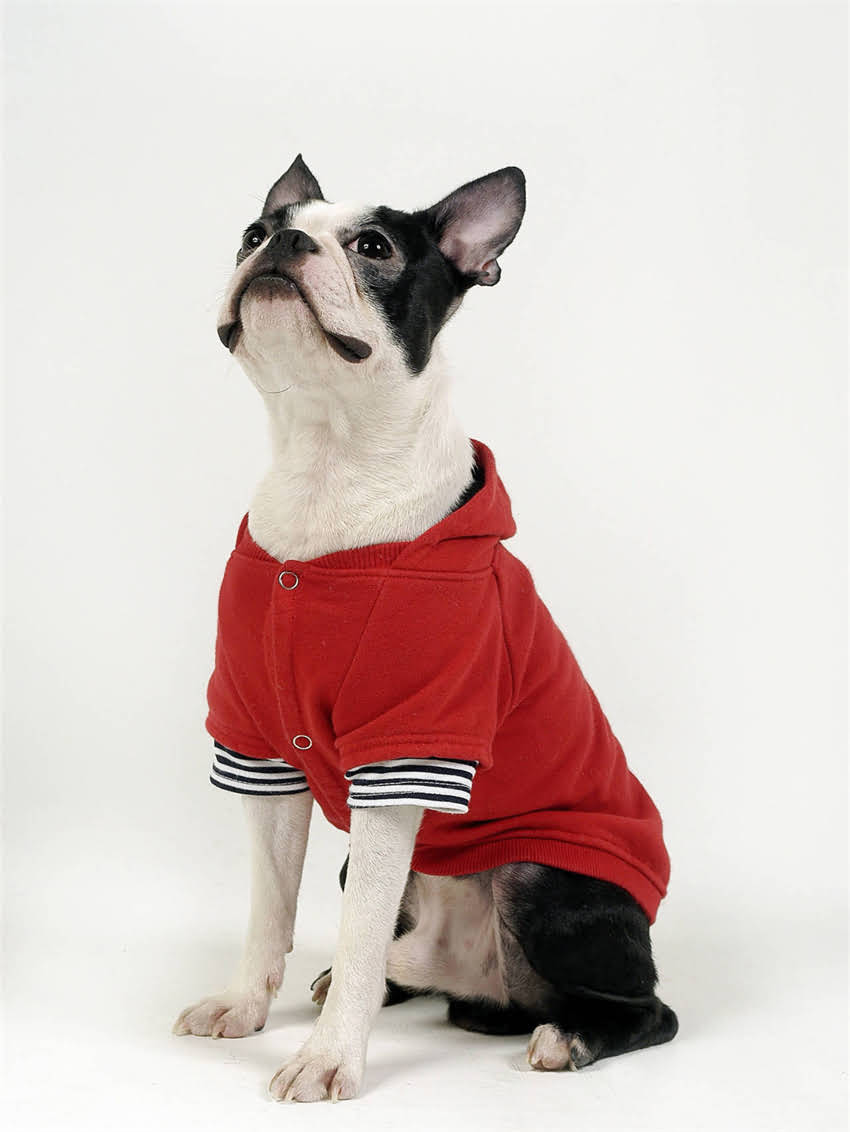 图片 小狗牵引绳DIY教程：5步学会制作宠物牵引绳，附材料清单与注意事项2.jpg