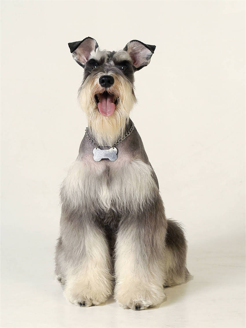 图片 小狗狂犬疫苗全攻略｜接种注意事项+接种后护理全（附疫苗品牌清单）1.jpg