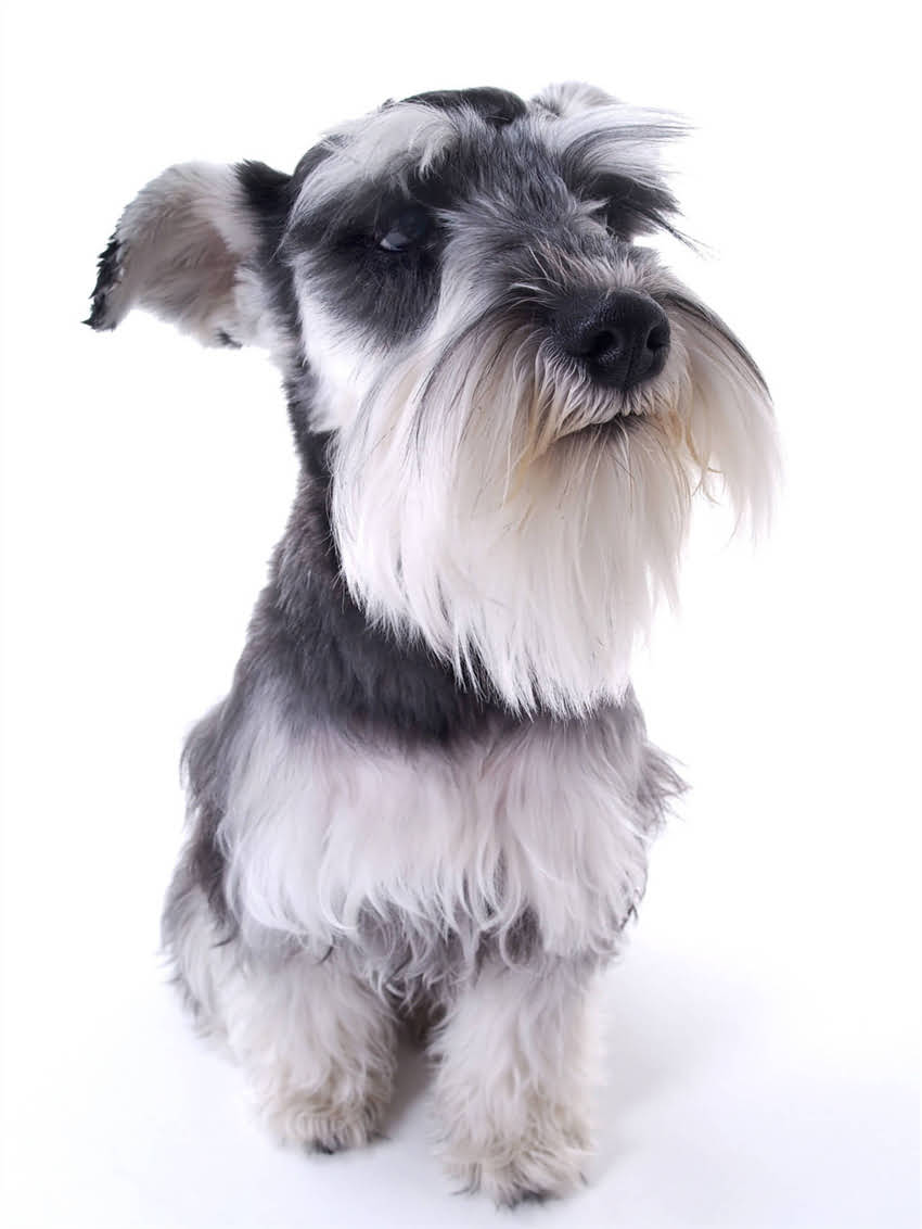 图片 小狗狂犬疫苗全攻略｜接种注意事项+接种后护理全（附疫苗品牌清单）2.jpg