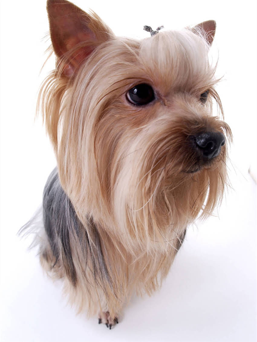 图片 小狗狂犬疫苗最佳接种时间表？科学防护指南与常见误区全1.jpg