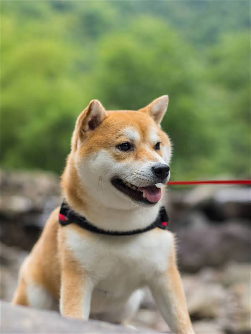 图片 小狗狗不爱吃狗粮怎么办？5个实用方法让爱犬主动进食.jpg