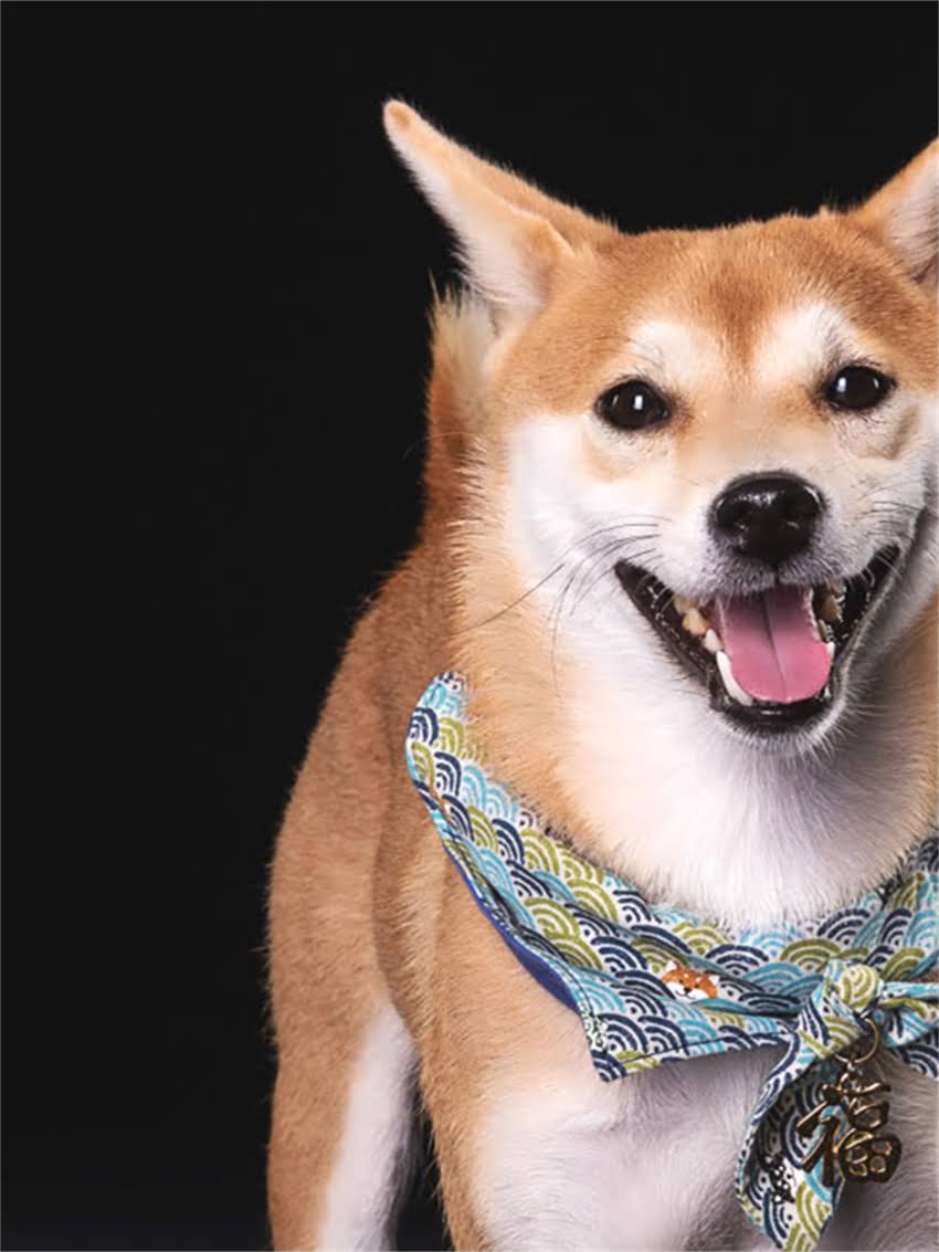 图片 小狗狗不爱吃狗粮怎么办？5个实用方法让爱犬主动进食1.jpg