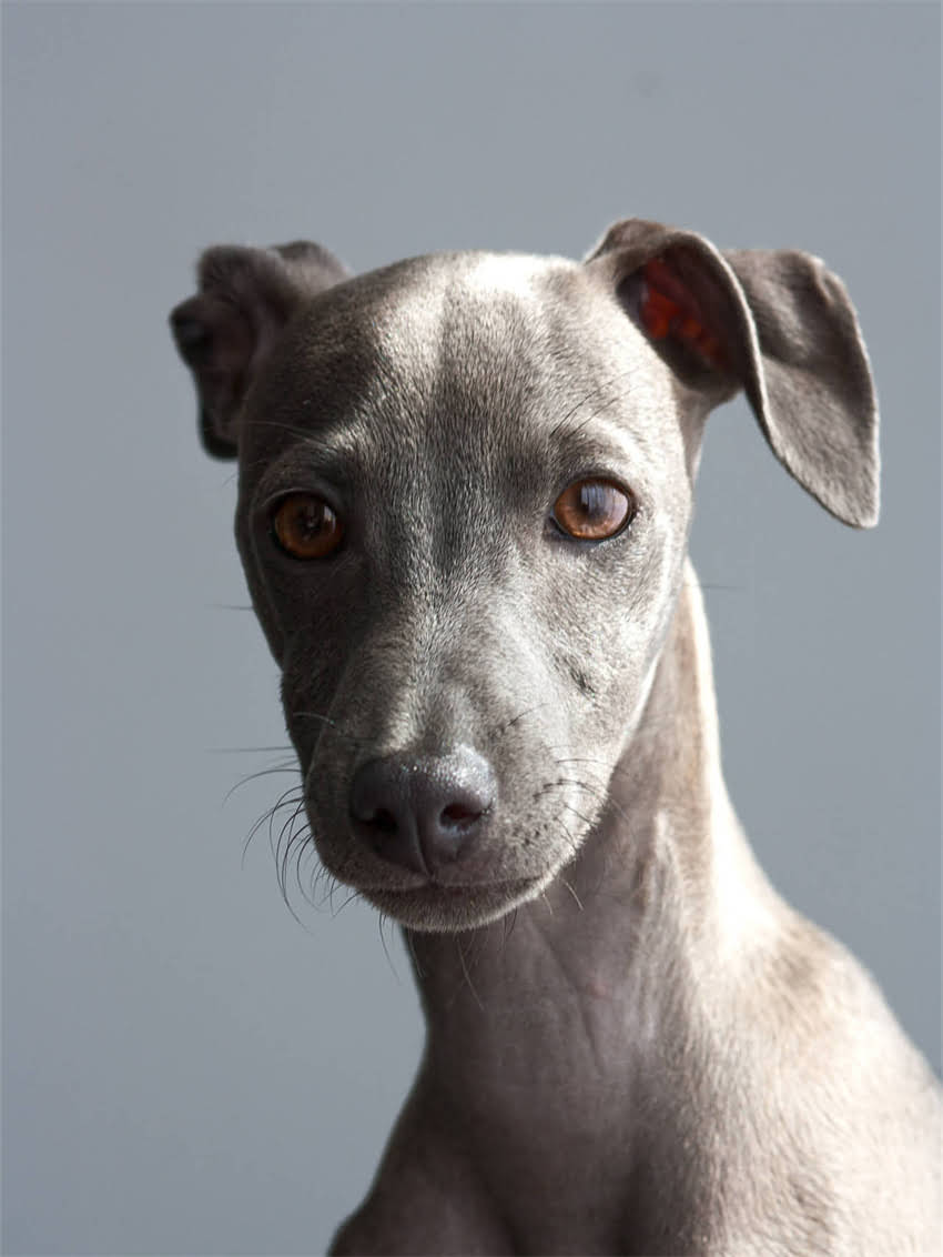 图片 小狗狗可以吃西瓜吗？安全食用指南与注意事项全.jpg