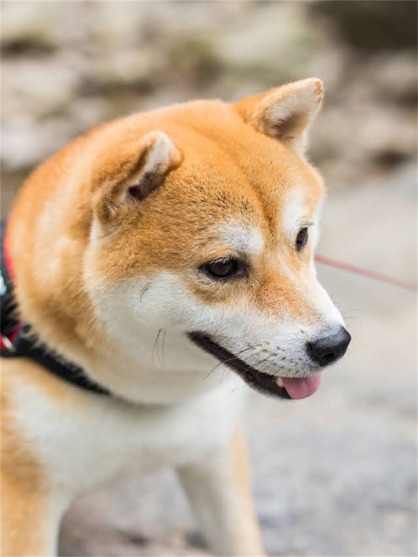 图片 小狗狗吃完驱虫药后需要注意什么？5大关键事项和常见副作用全.jpg