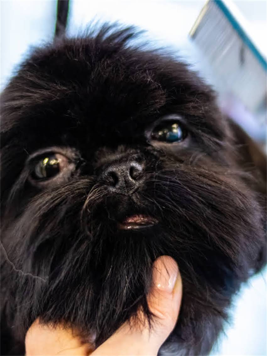 图片 小狗狗吃完驱虫药后需要注意什么？5大关键事项和常见副作用全2.jpg