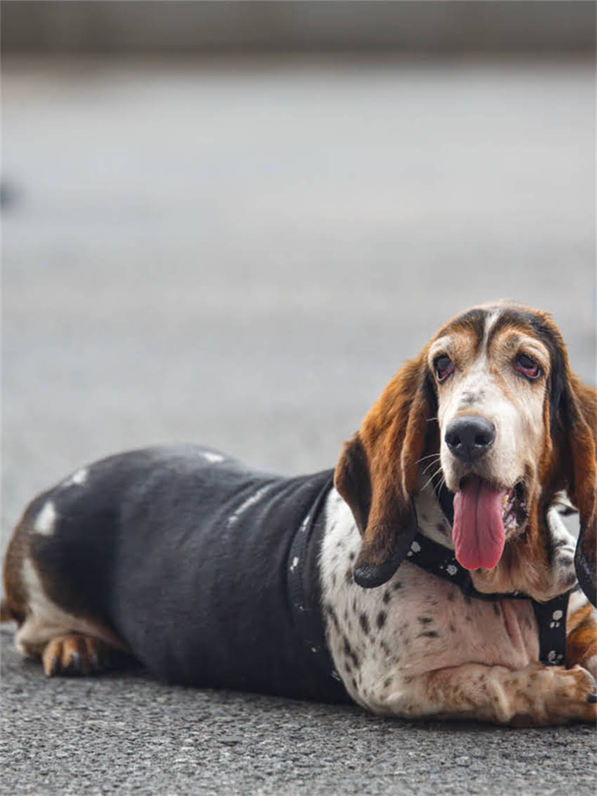 图片 小狗狗必打哪些疫苗？新手家长详细指南（附时间表和注意事项）1.jpg