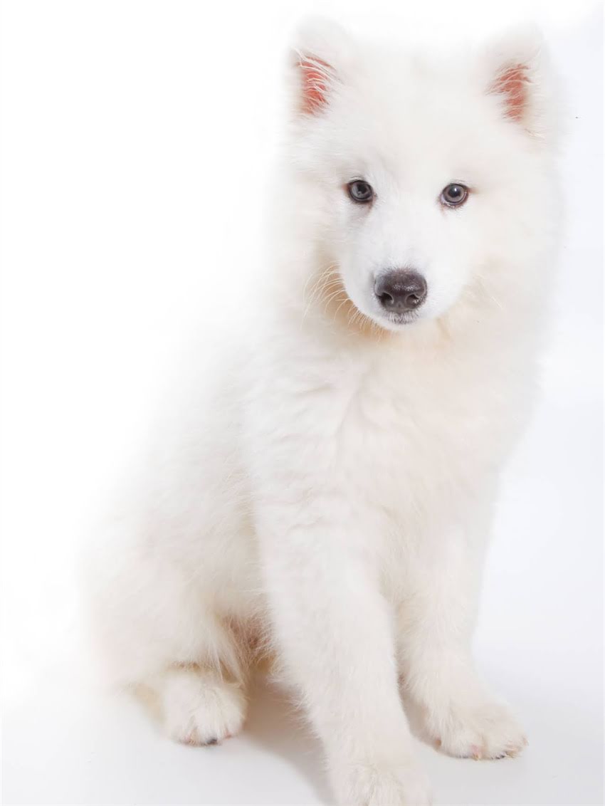 图片 小狗狗每日狗粮喂食量全攻略：科学喂养指南（附不同月龄摄入表）.jpg