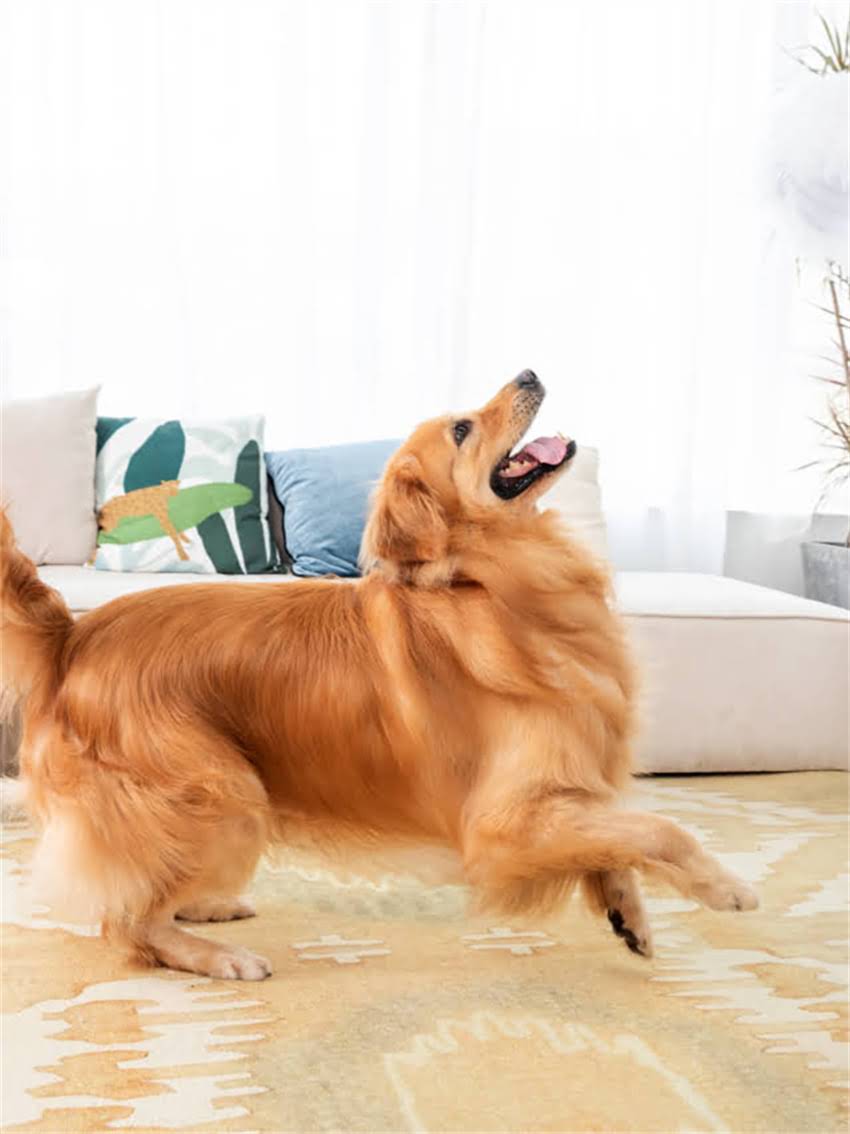 图片 小狗狗每日狗粮喂食量全攻略：科学喂养指南（附不同月龄摄入表）2.jpg