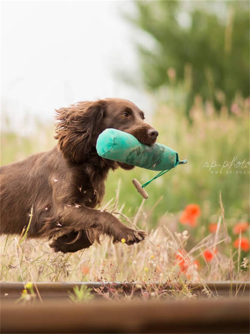 图片 小狗疯狂舔毛怎么办？5大原因+科学应对指南（附护理技巧）1.jpg