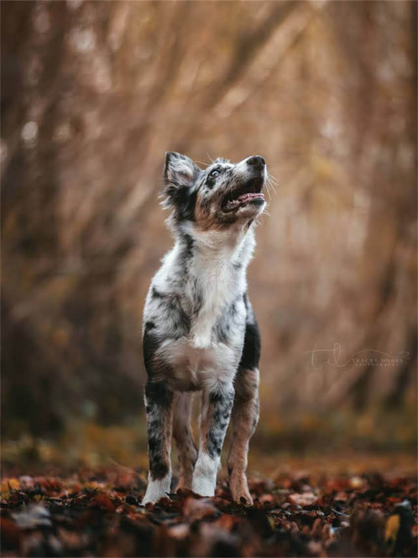 图片 小狗疯狂舔毛怎么办？5大原因+科学应对指南（附护理技巧）2.jpg