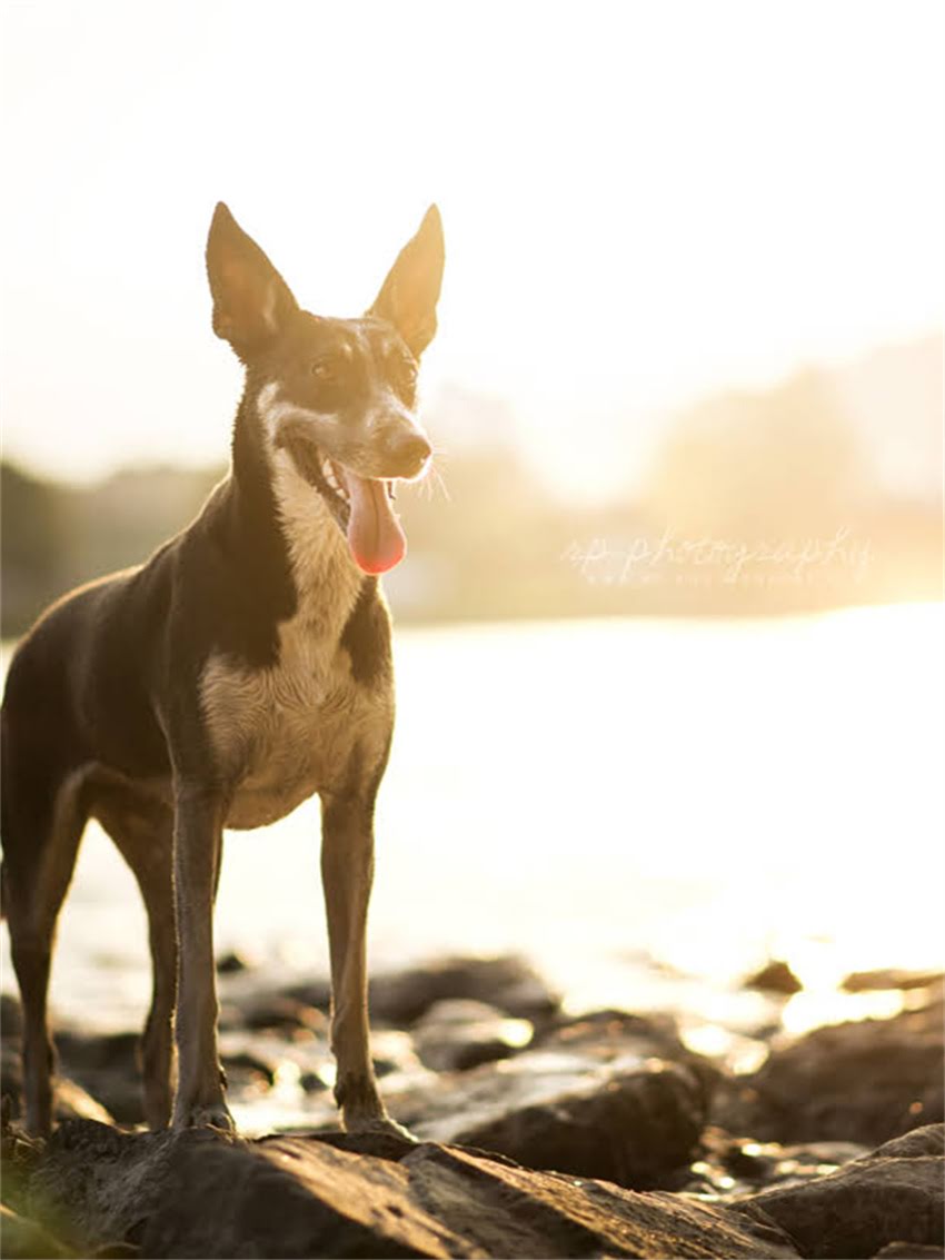 图片 小狗睡觉多正常吗？5大判断标准+科学应对指南（附睡眠时间表）.jpg