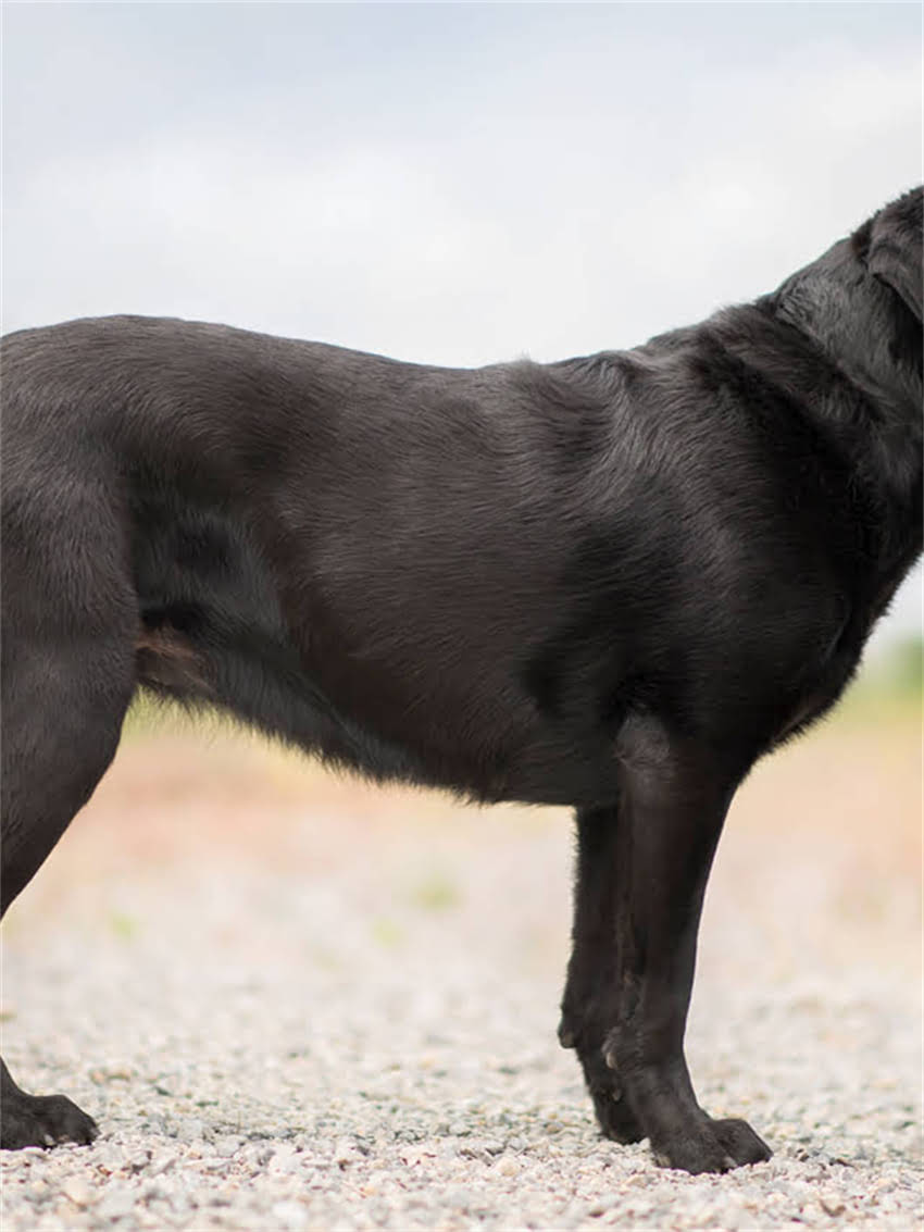 图片 小狗睡觉多正常吗？5大判断标准+科学应对指南（附睡眠时间表）2.jpg