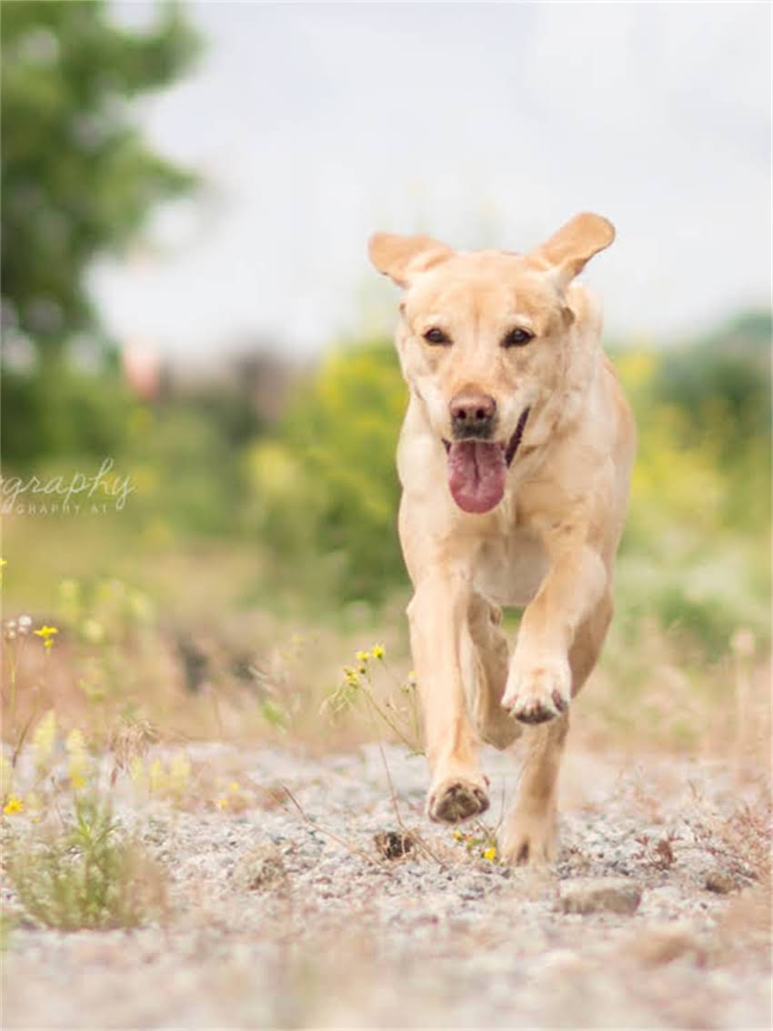 图片 小狗磨牙能吃骨头吗？科学喂养指南与风险提示.jpg
