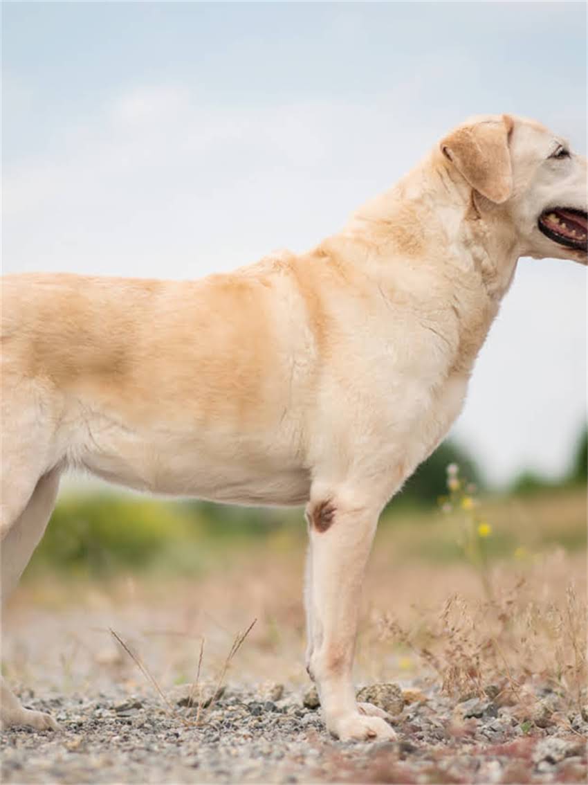 图片 小狗磨牙能吃骨头吗？科学喂养指南与风险提示1.jpg