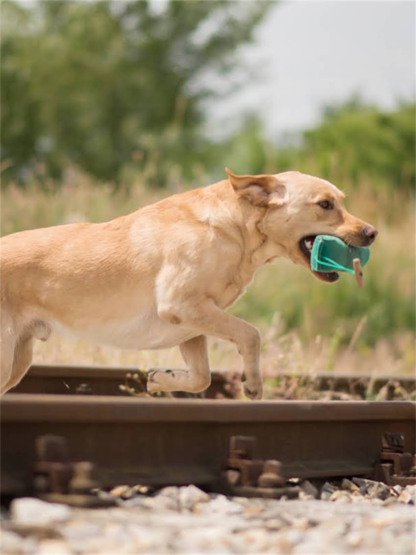 图片 小狗站不稳怎么办？5大常见原因及科学养护指南（附急救措施）1.jpg