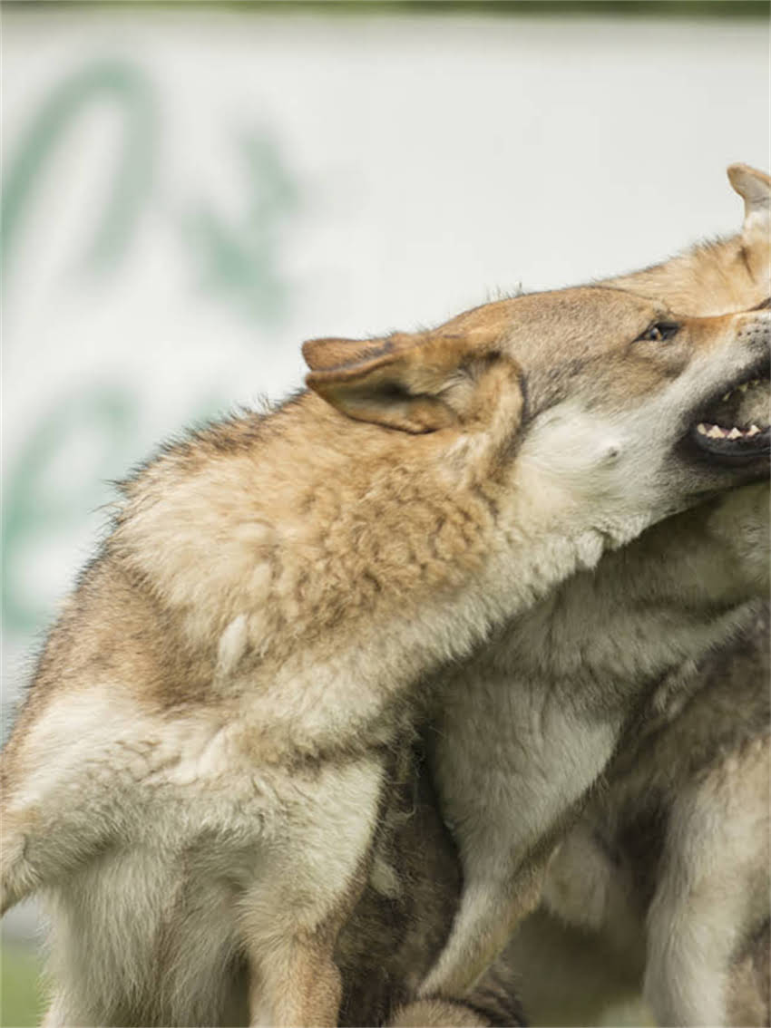 图片 小狗站不稳怎么办？5大常见原因及科学养护指南（附急救措施）2.jpg