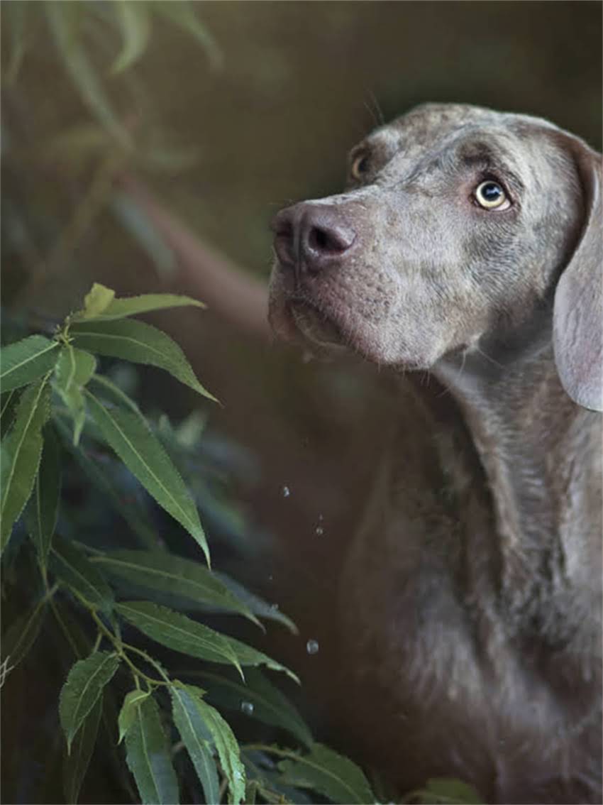 图片 小狗第一针疫苗全攻略：时间、种类、注意事项及常见问题解答.jpg