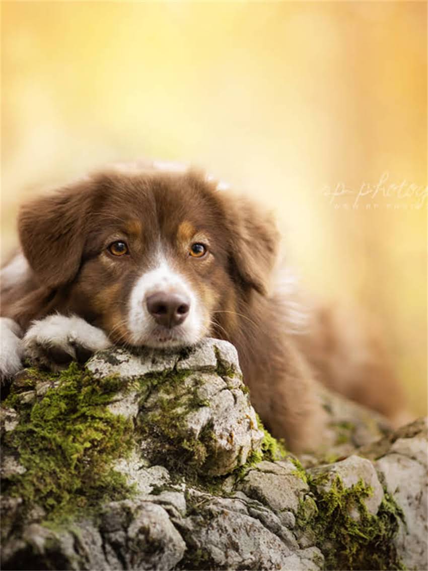 图片 小狗细小原因大！3大主因+5招预防法，养狗人必看.jpg