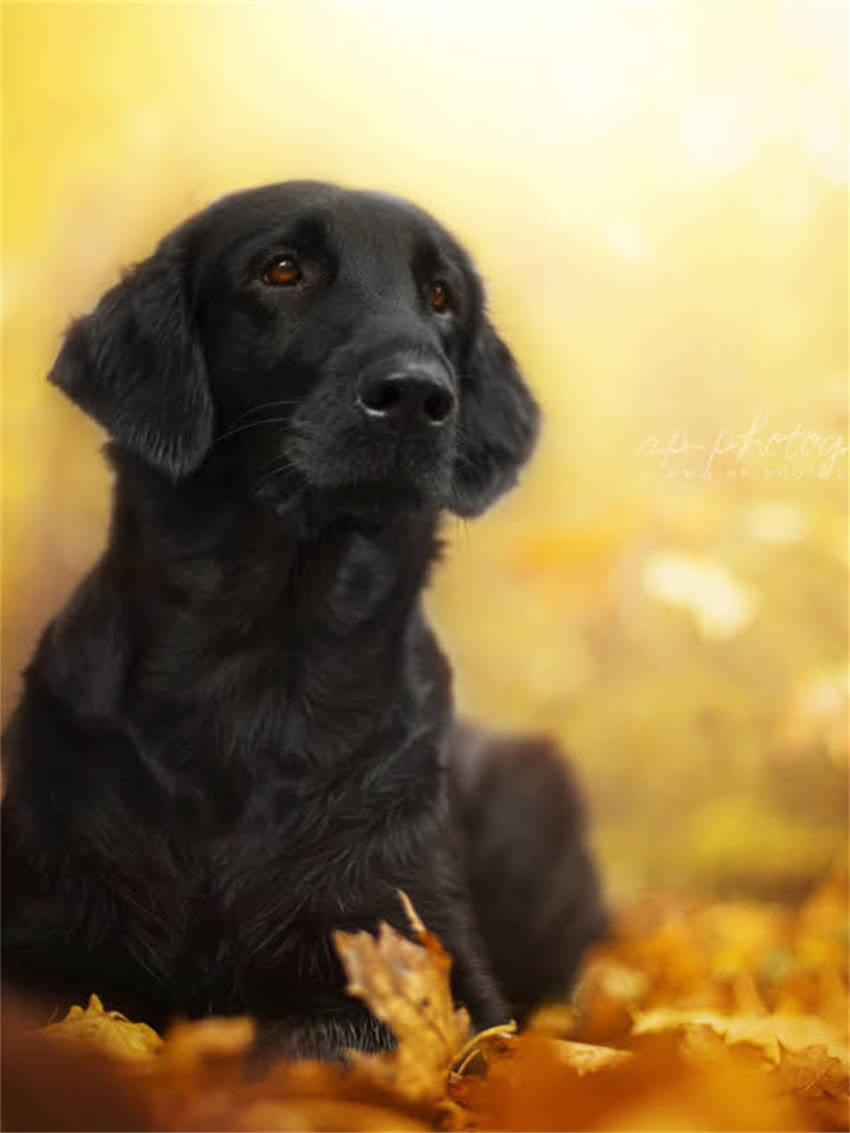 图片 小狗细小原因大！3大主因+5招预防法，养狗人必看1.jpg