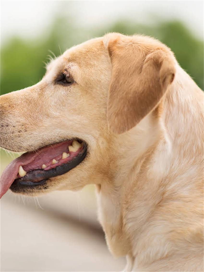 图片 小狗细小原因大！3大主因+5招预防法，养狗人必看2.jpg