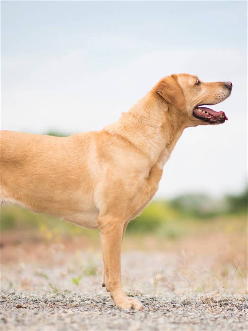 图片 小狗能喝婴儿奶粉吗？科学解答+安全风险与替代方案全.jpg