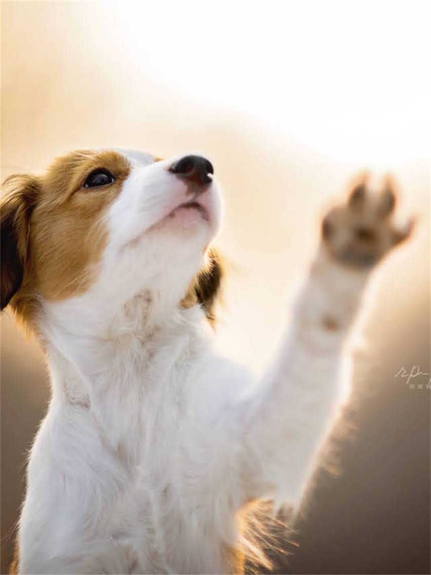 图片 小狗能喝婴儿奶粉吗？科学解答+安全风险与替代方案全1.jpg