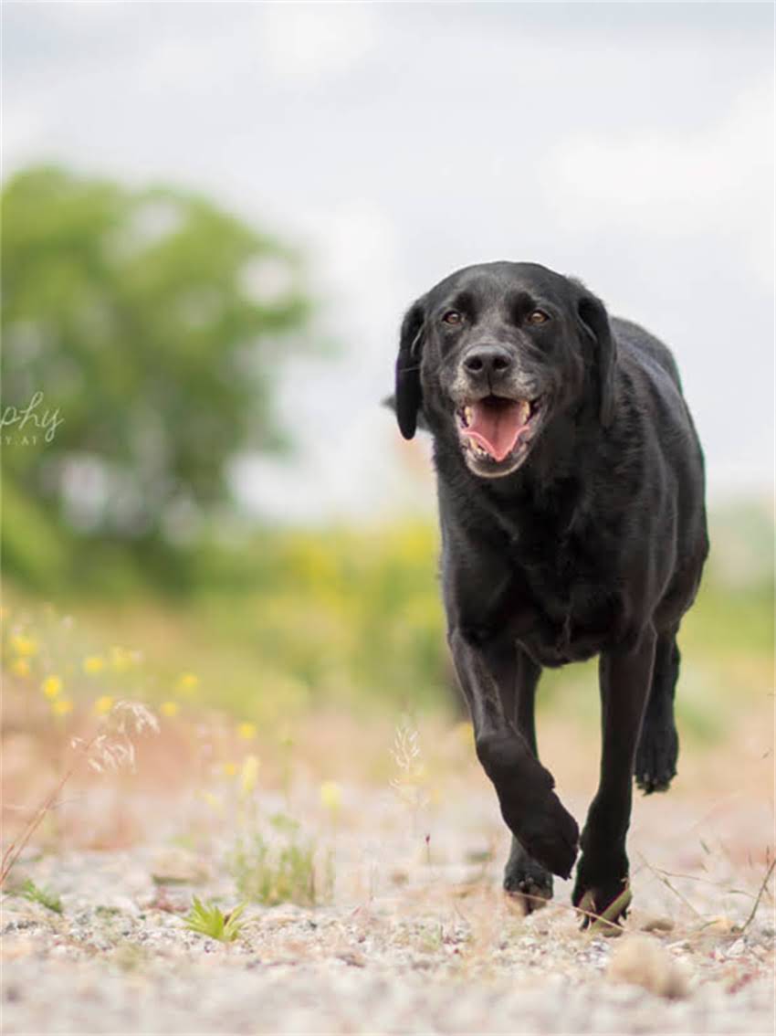 图片 小狗脐疝手术费用全：多少钱？流程与风险指南（含价格范围术后护理预防措施）.jpg