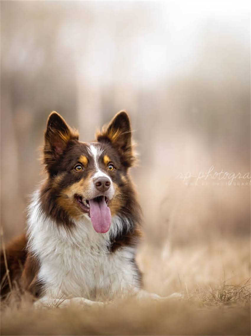 图片 小狗脐疝手术费用全：多少钱？流程与风险指南（含价格范围术后护理预防措施）1.jpg