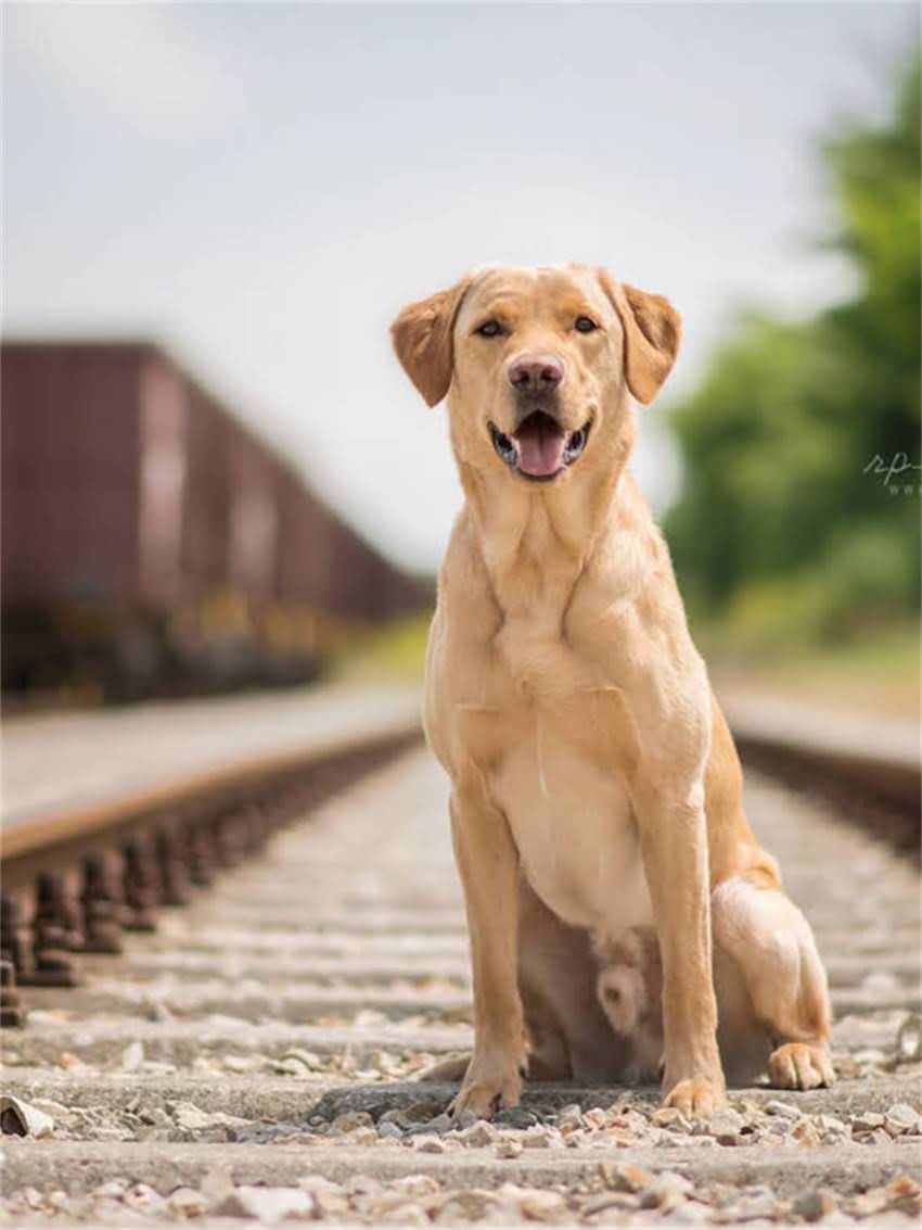 图片 小狗脐疝手术费用全：多少钱？流程与风险指南（含价格范围术后护理预防措施）2.jpg