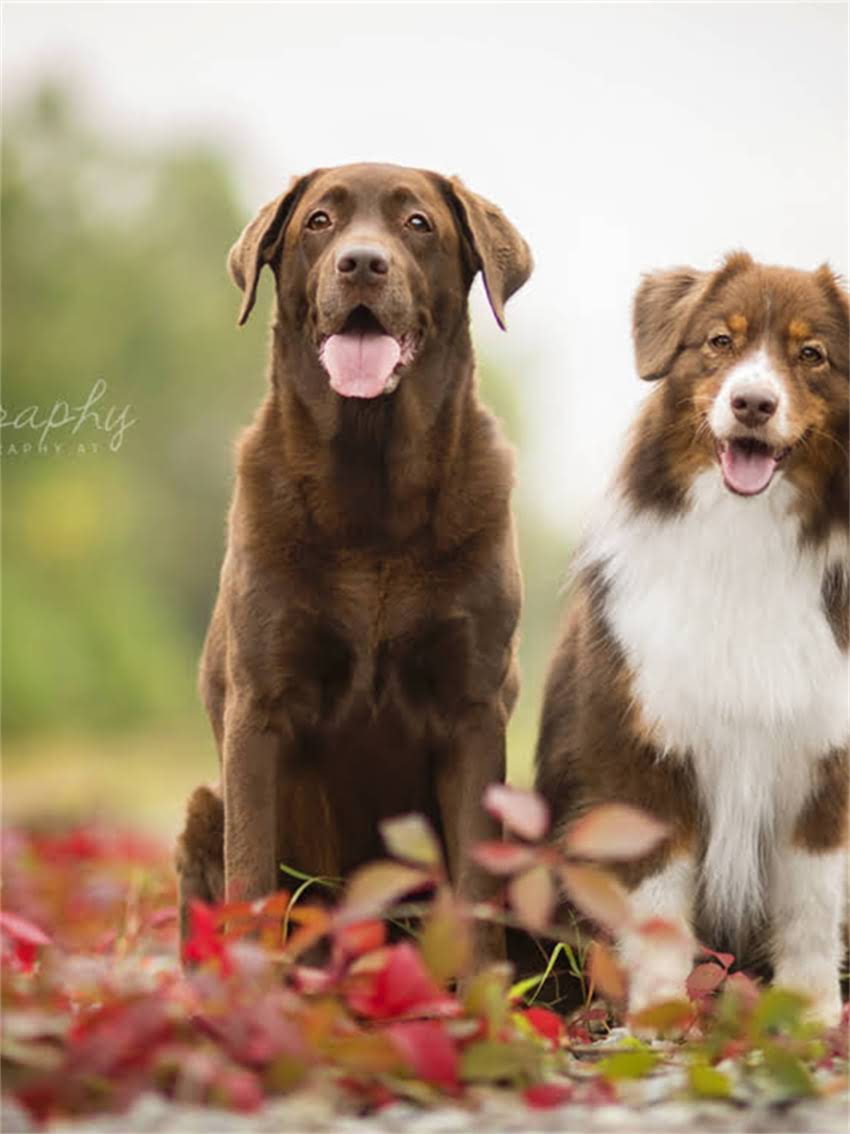 图片 小狗脑炎急救指南：3大黄金抢救步骤+症状识别表，家长必看！.jpg