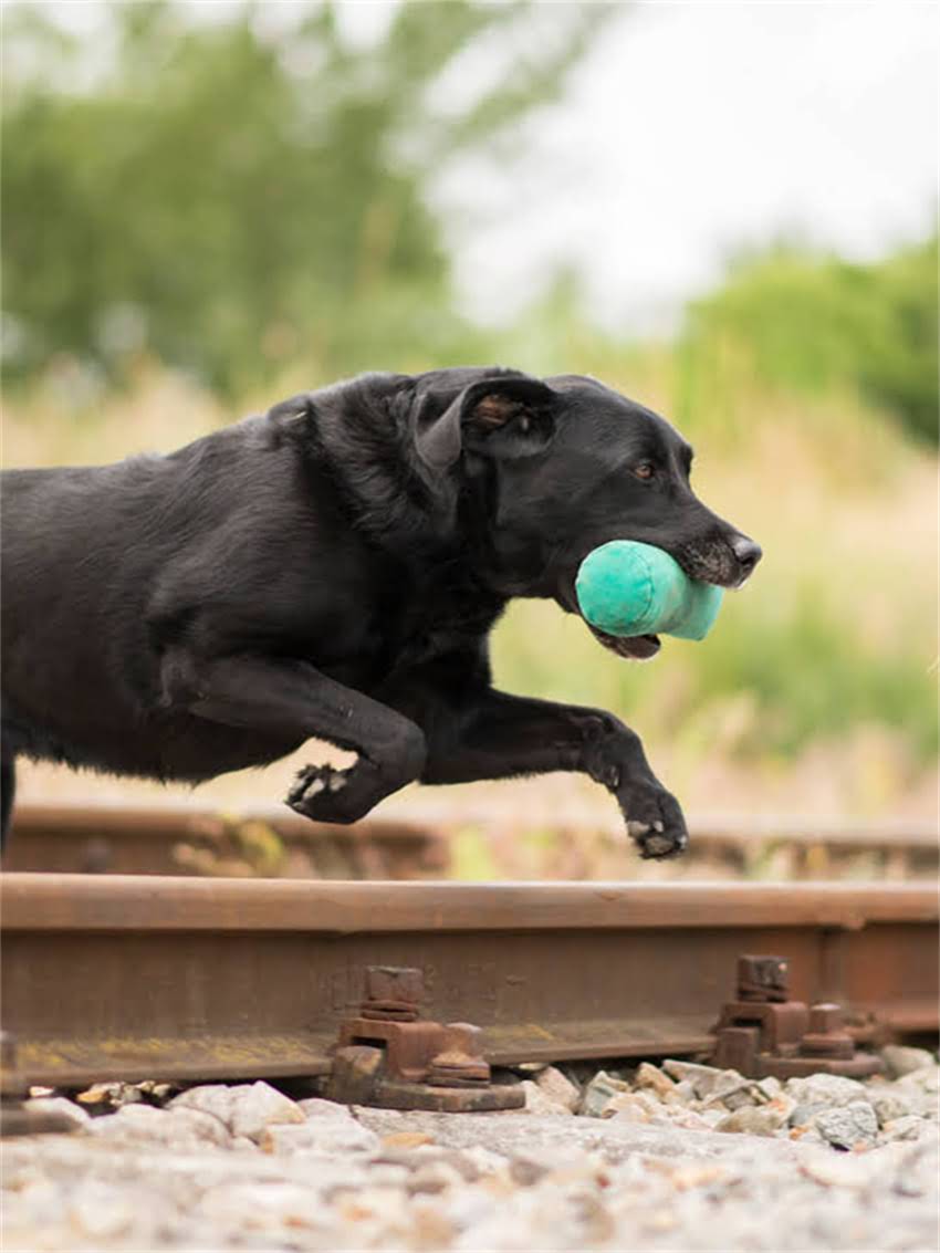图片 小狗脑炎急救指南：3大黄金抢救步骤+症状识别表，家长必看！1.jpg