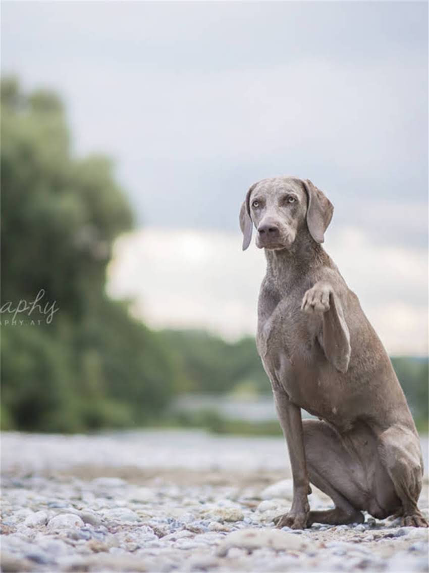 图片 小狗脑炎急救指南：3大黄金抢救步骤+症状识别表，家长必看！2.jpg