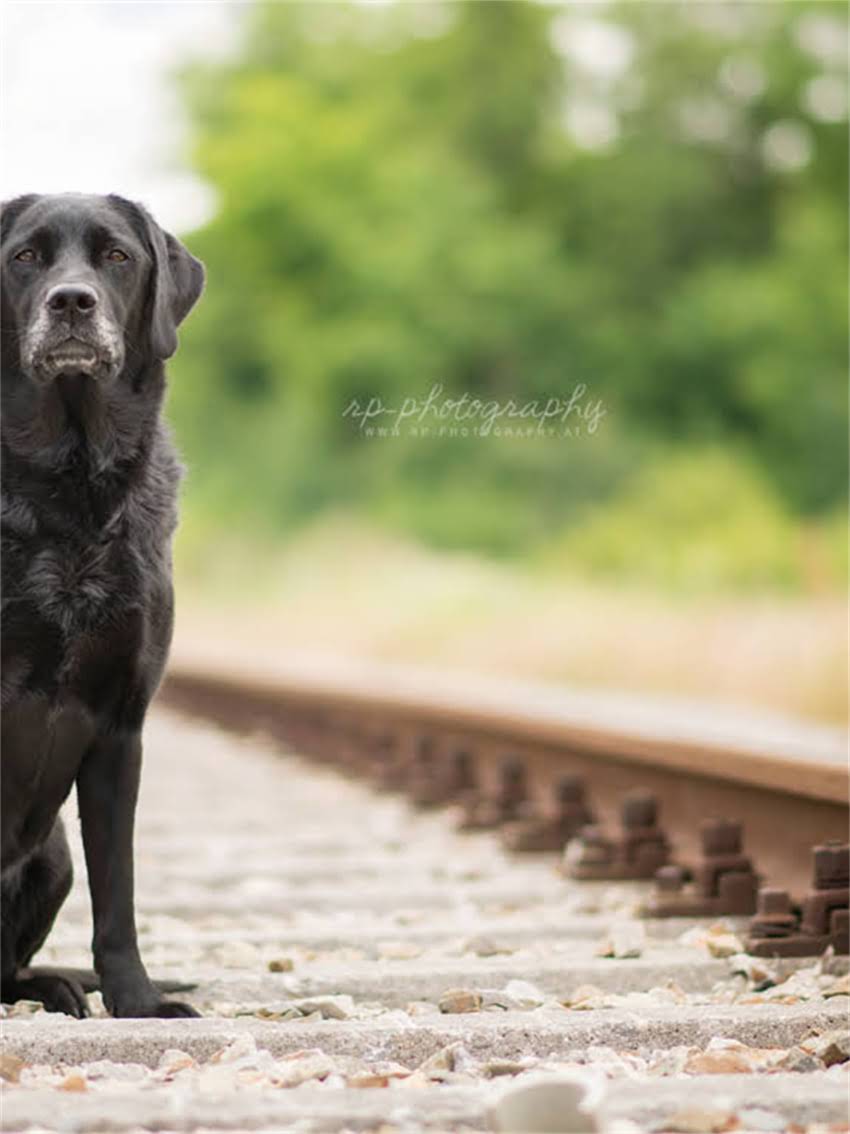 图片 小狗腿疼的7大原因及应对措施：科学护理保健康.jpg