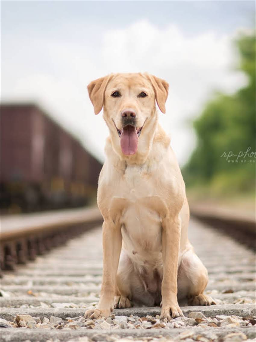 图片 小狗腿瘸了不能挨地怎么办？专业护理+康复训练全攻略（附真实案例）.jpg