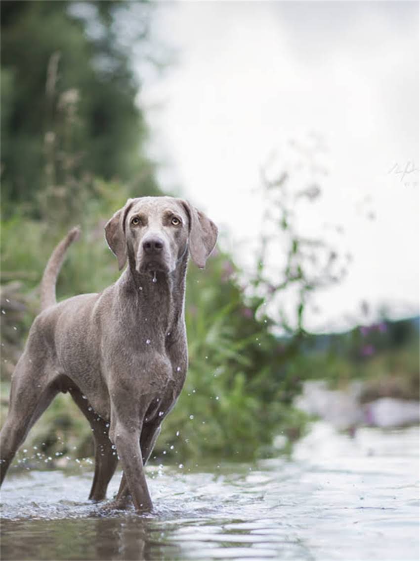 图片 小狗腿瘸了不能挨地怎么办？专业护理+康复训练全攻略（附真实案例）1.jpg