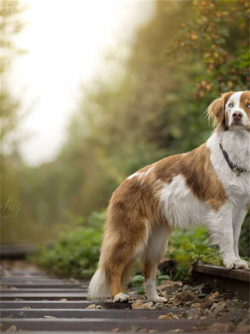 图片 小狗腿瘸了不能挨地怎么办？专业护理+康复训练全攻略（附真实案例）2.jpg
