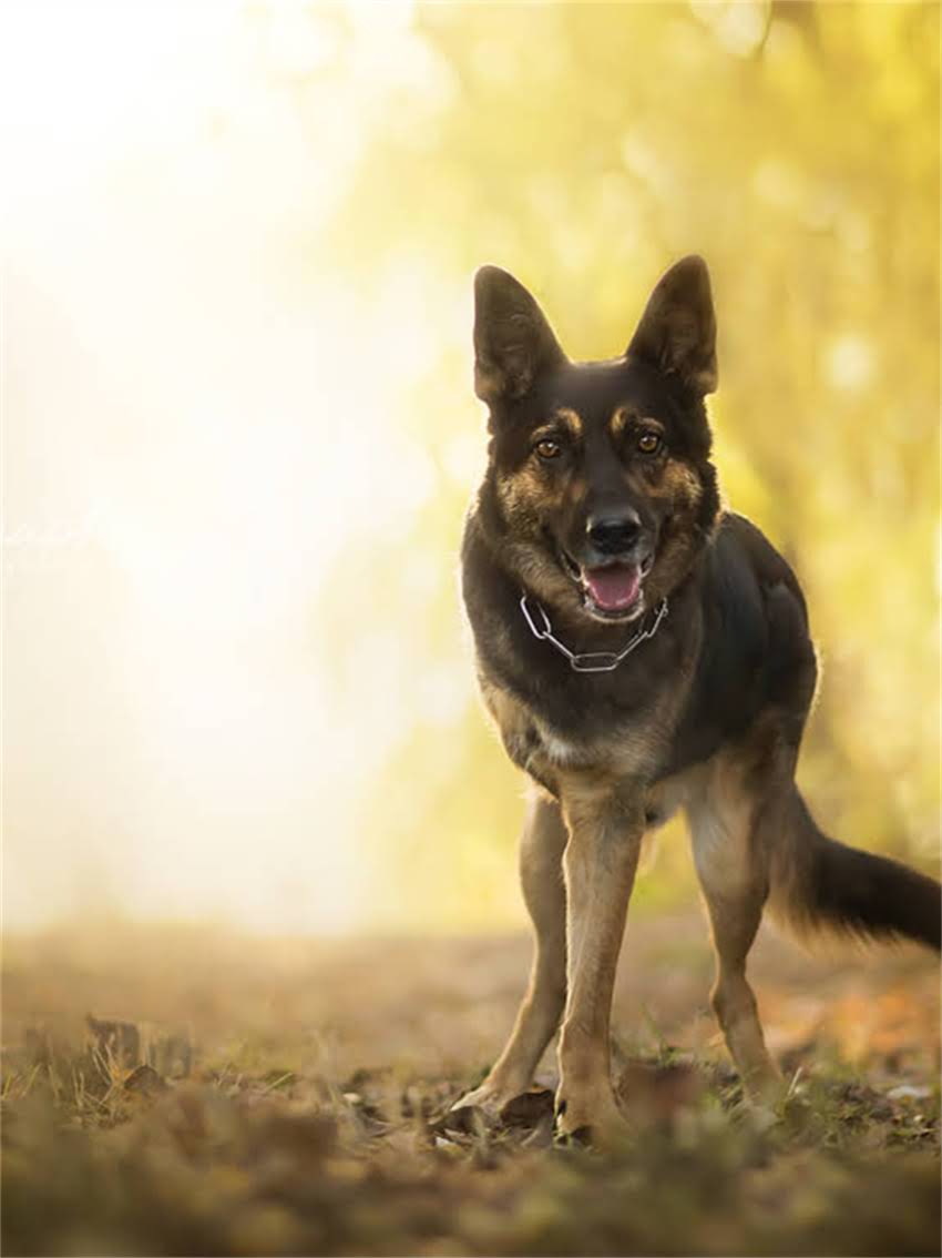 图片 小狗衣服DIY教程｜零基础手残党也能学会的5步制作方法，附免费尺寸表和省钱技巧1.jpg