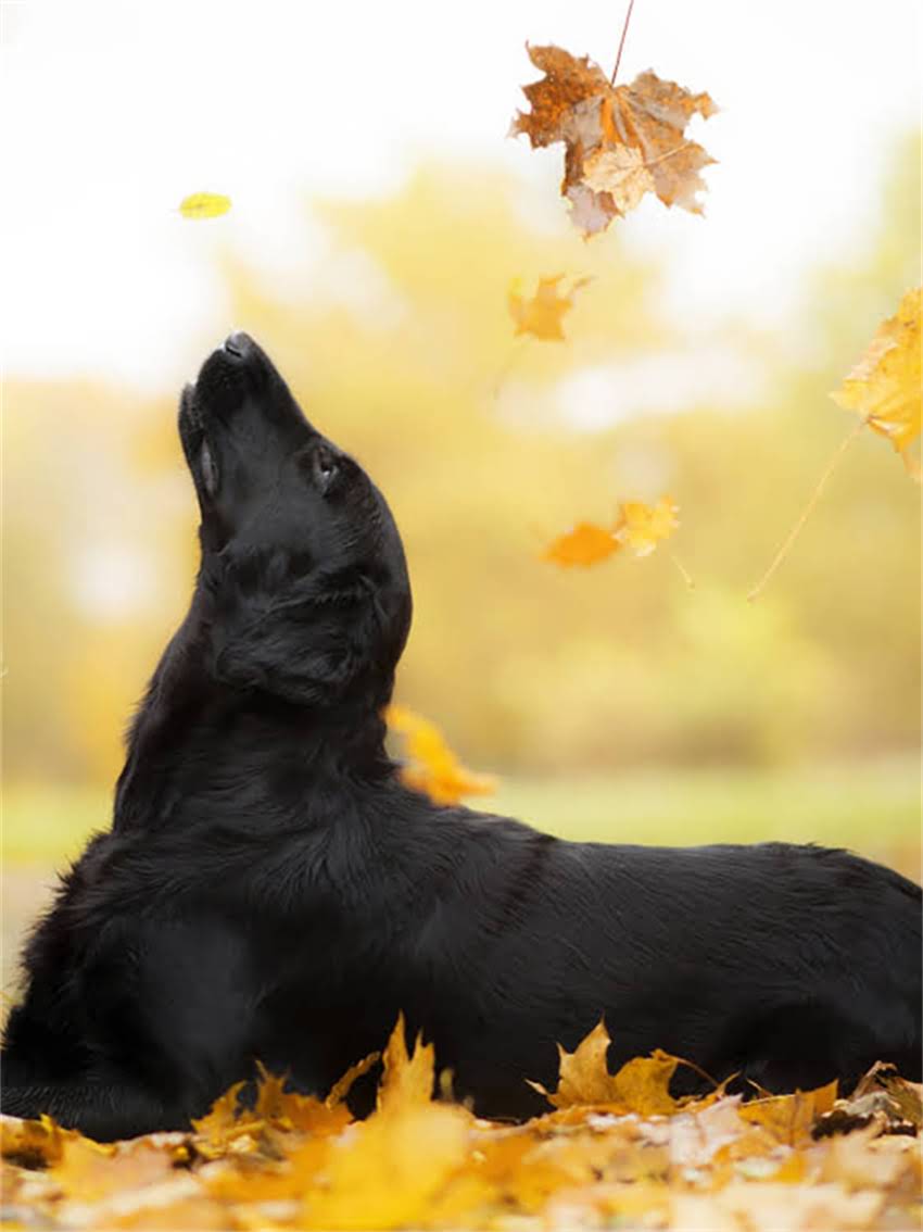 图片 小狗衣服DIY教程｜零基础手残党也能学会的5步制作方法，附免费尺寸表和省钱技巧2.jpg