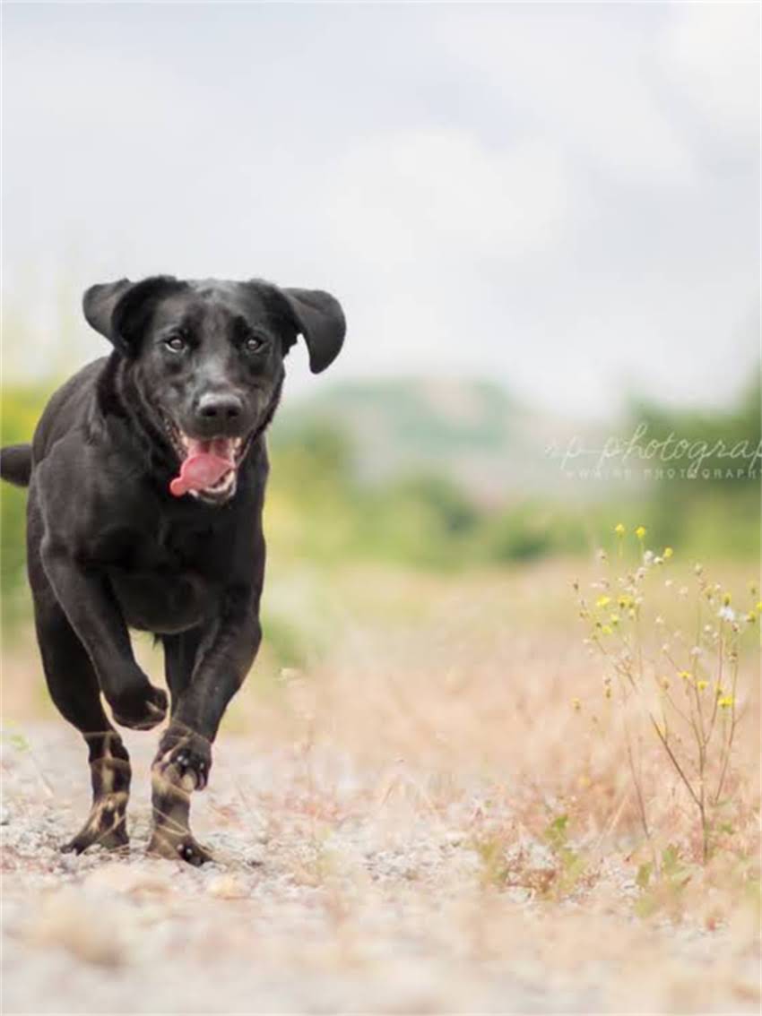 图片 小狗误食生鸡蛋的紧急处理与预防措施，家长必看！.jpg