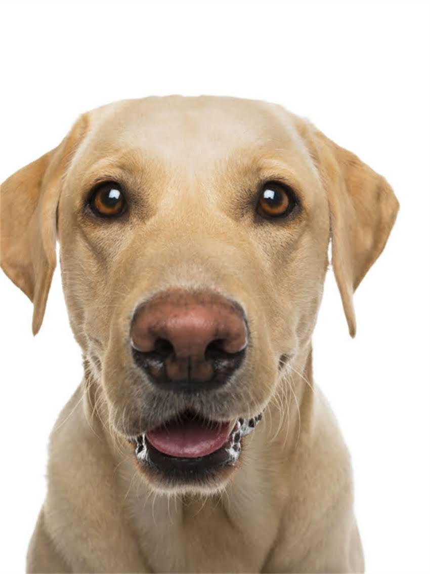 图片 小狗频繁咳吐怎么办？5大常见原因及紧急处理指南.jpg