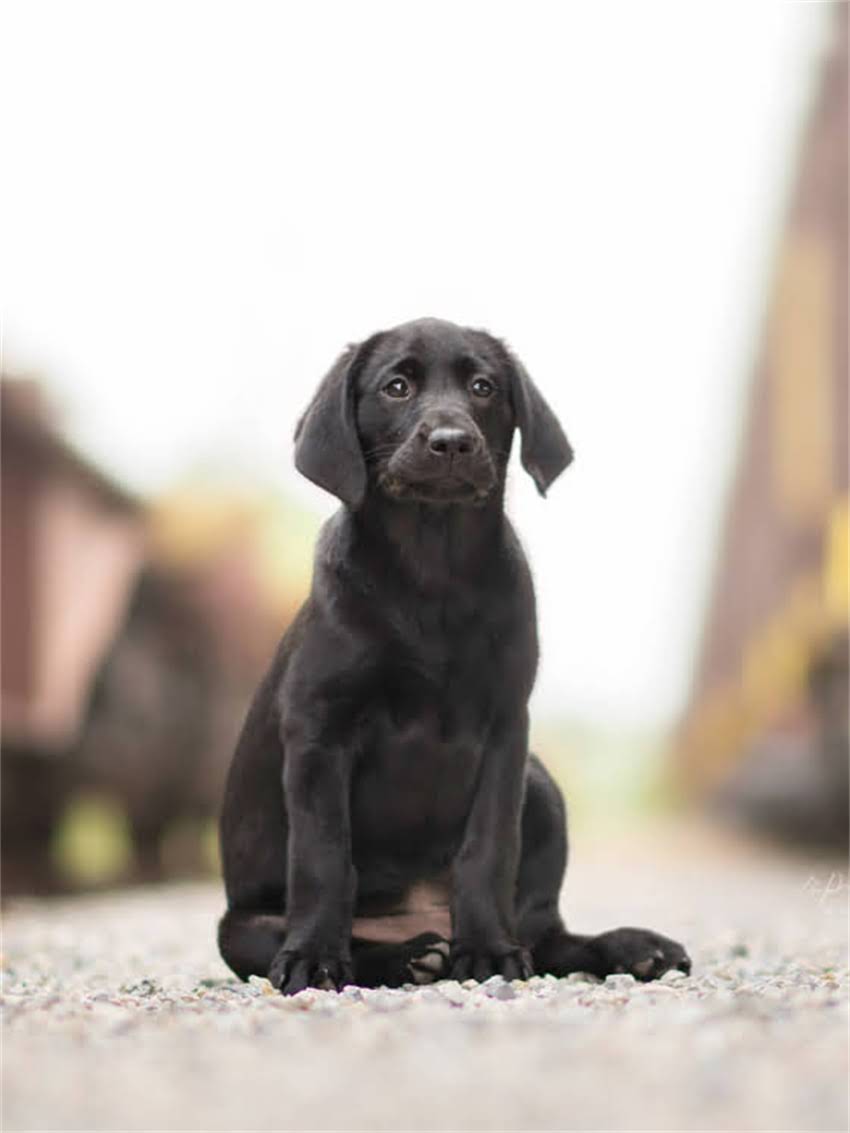 图片 小狗频繁咳吐怎么办？5大常见原因及紧急处理指南1.jpg