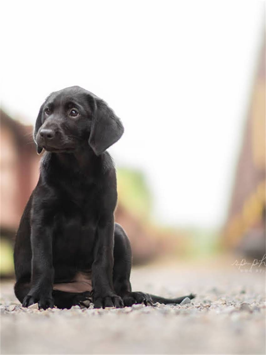 图片 小狗频繁咳吐怎么办？5大常见原因及紧急处理指南2.jpg